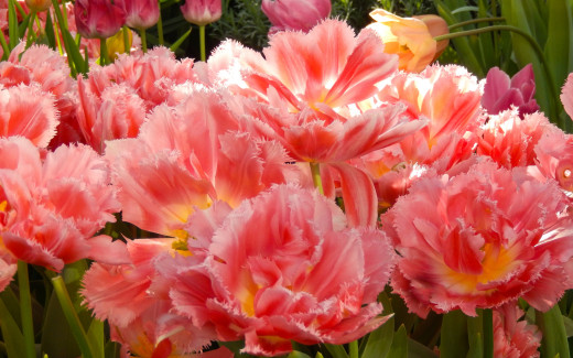 920200 (a): :2880x1800